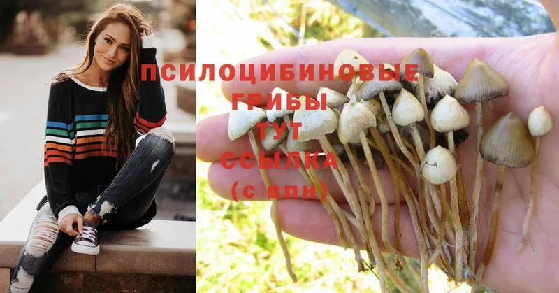 Галлюциногенные грибы Psilocybe  blacksprut как войти  Курчалой 